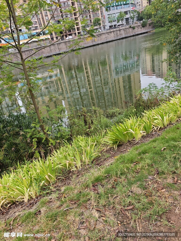 城市河畔绿植景观