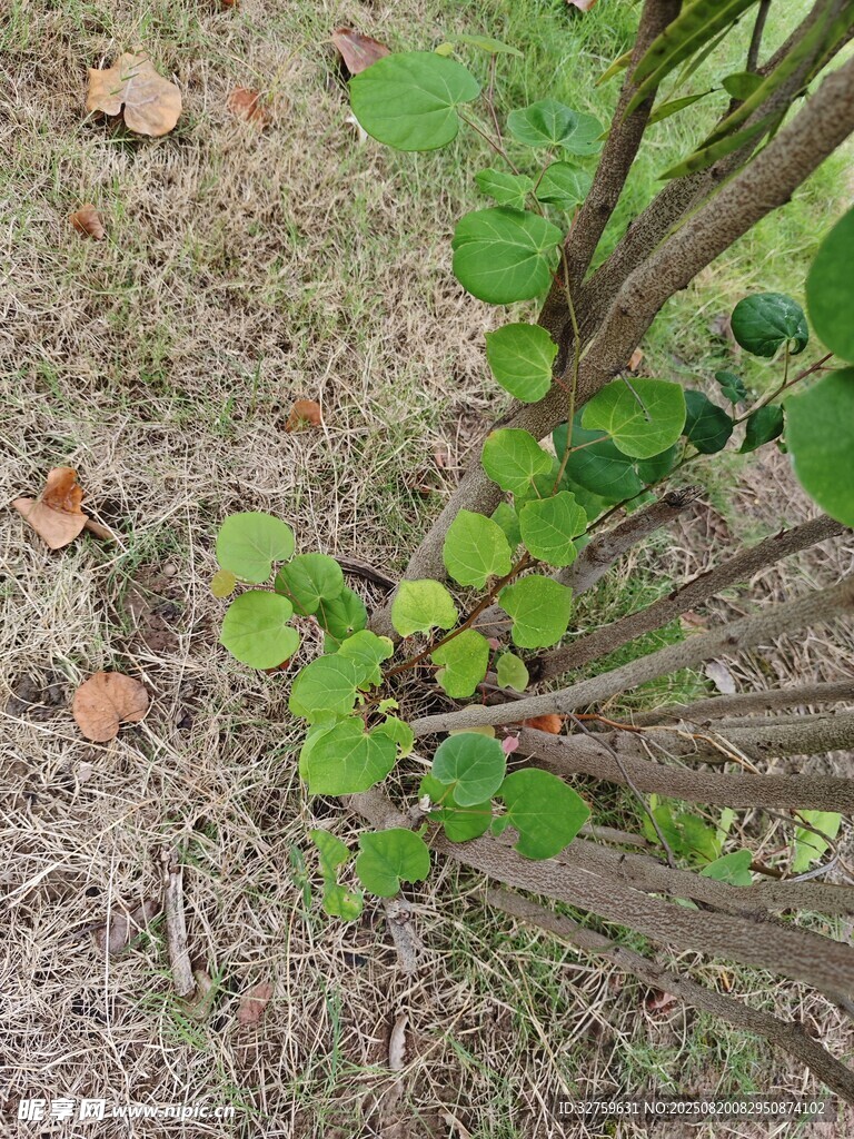 绿叶植物生长于地面