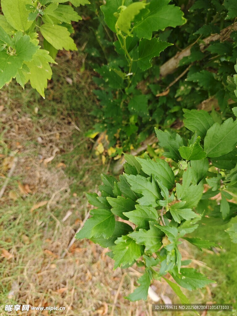 绿叶繁茂的地面植物景观