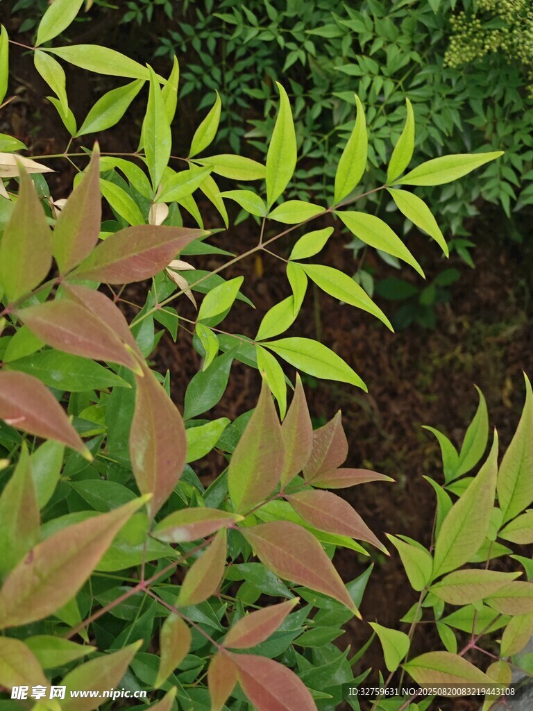 嫩绿与红棕交织的枝叶