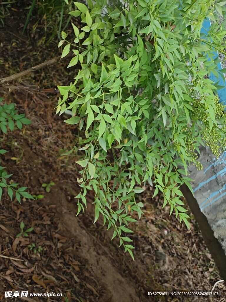 绿叶繁茂的植物景观