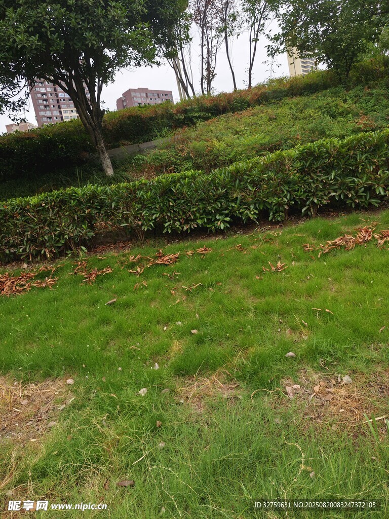 绿意盎然的户外山坡草地