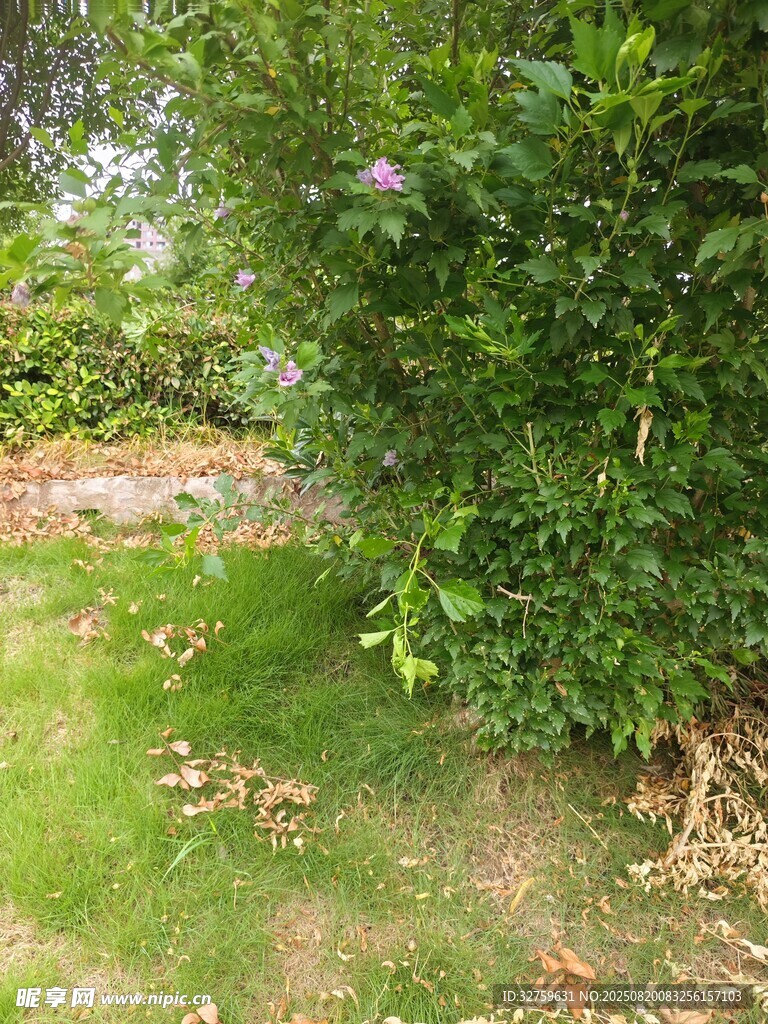 户外绿植草地自然景象