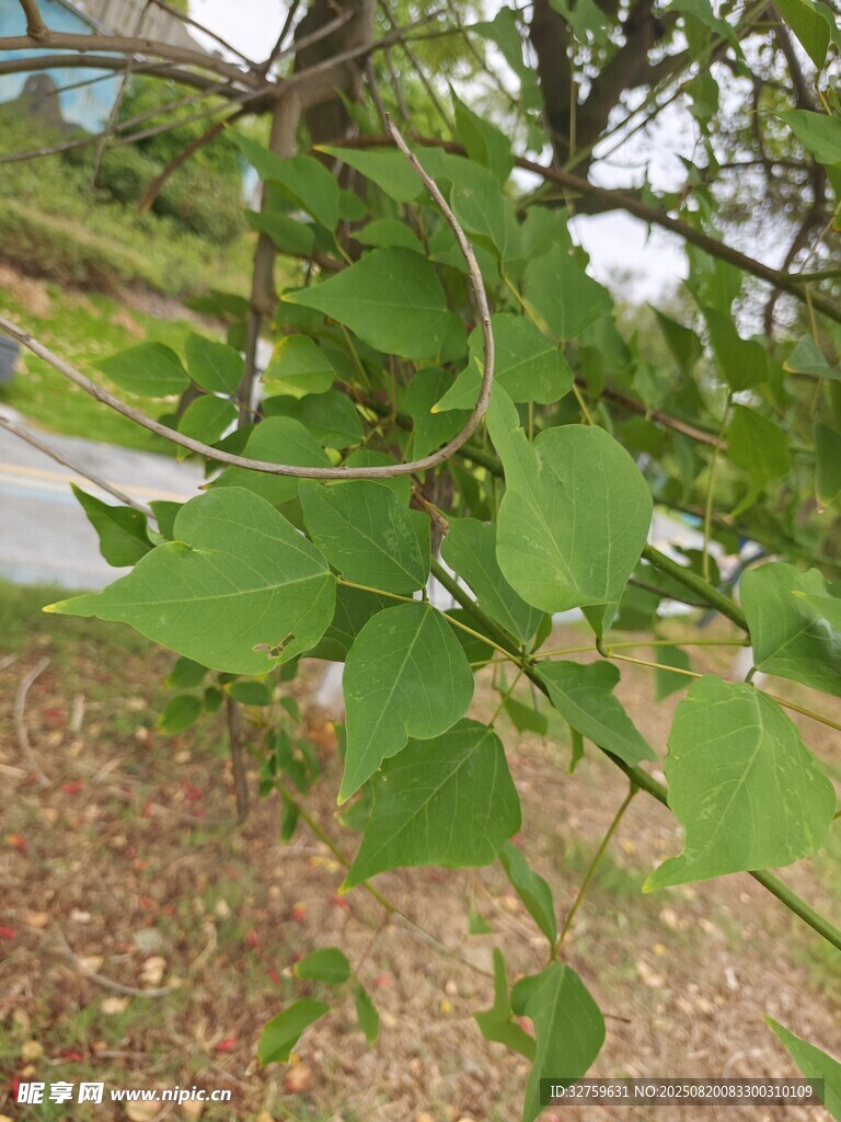 嫩绿枝叶展现自然生机