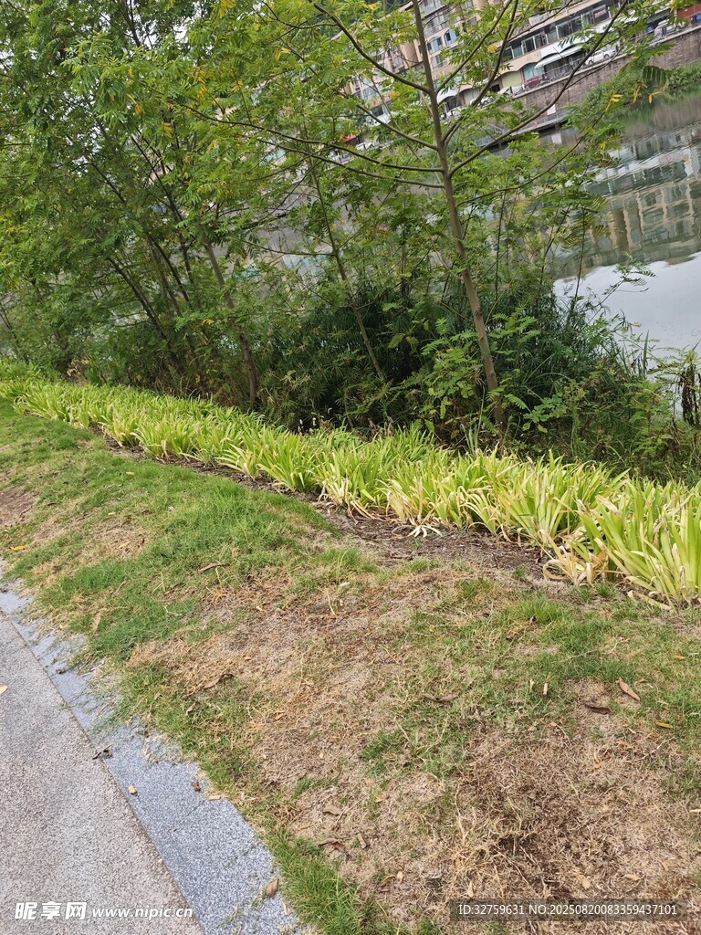路边绿植景观