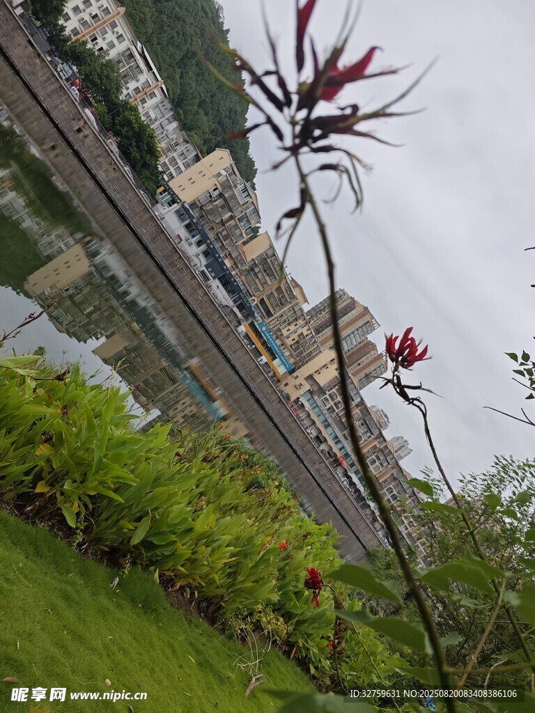 河畔绽放的艳丽花朵