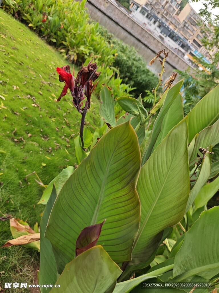 绿叶丛中的艳丽花朵