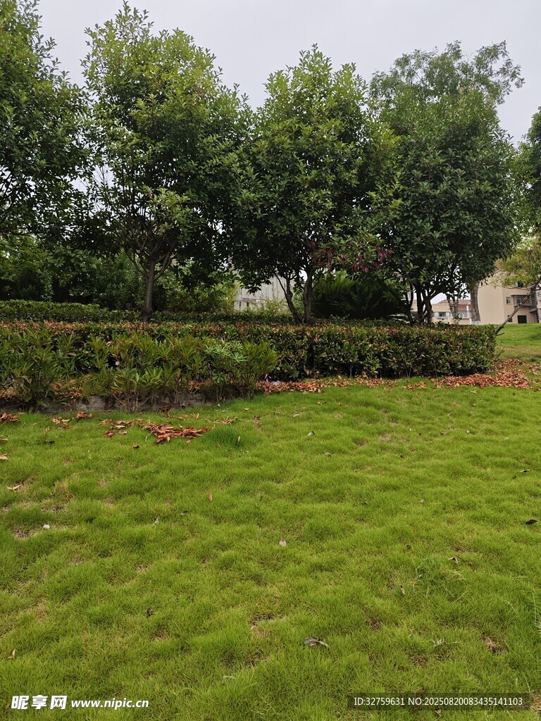 绿意盎然的庭院草坪