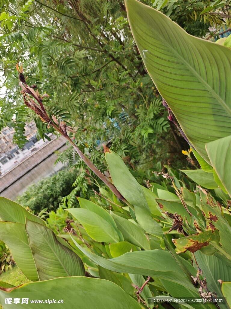 绿叶繁茂的植物景观