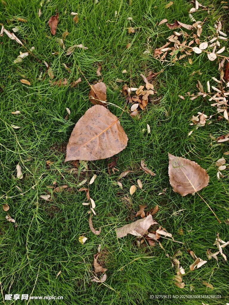 草地上的落叶