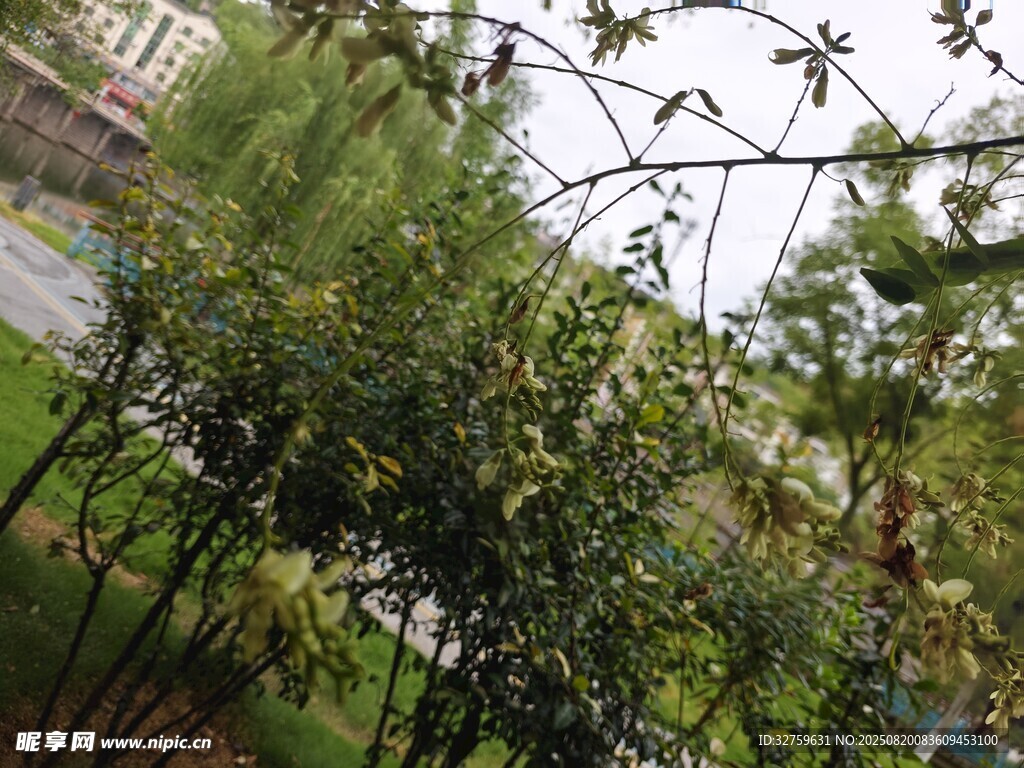 户外繁茂绿植景观