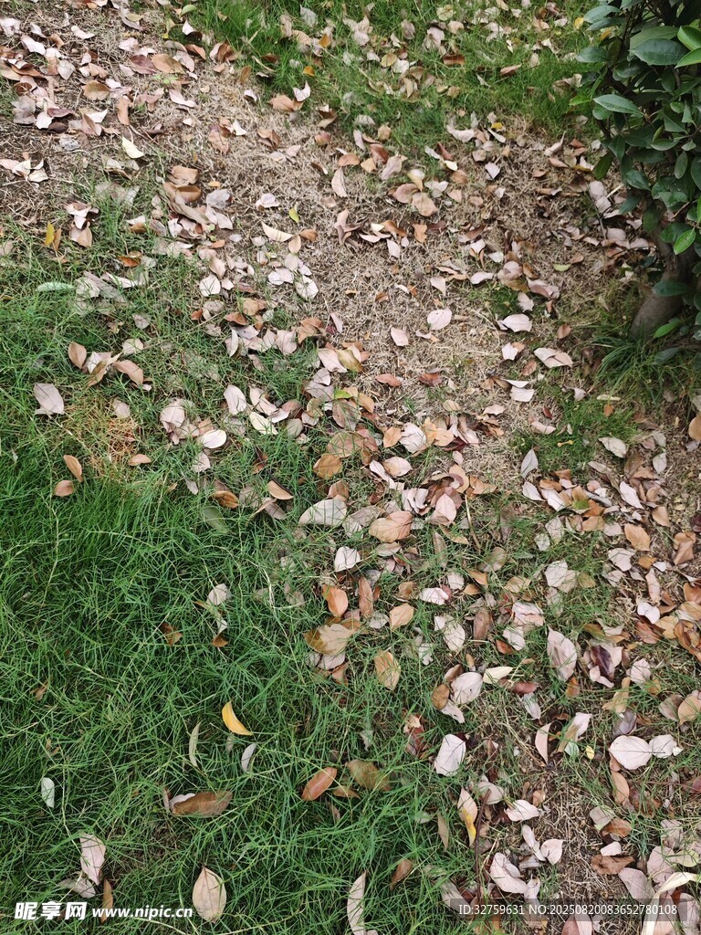 落叶铺就的草地小径