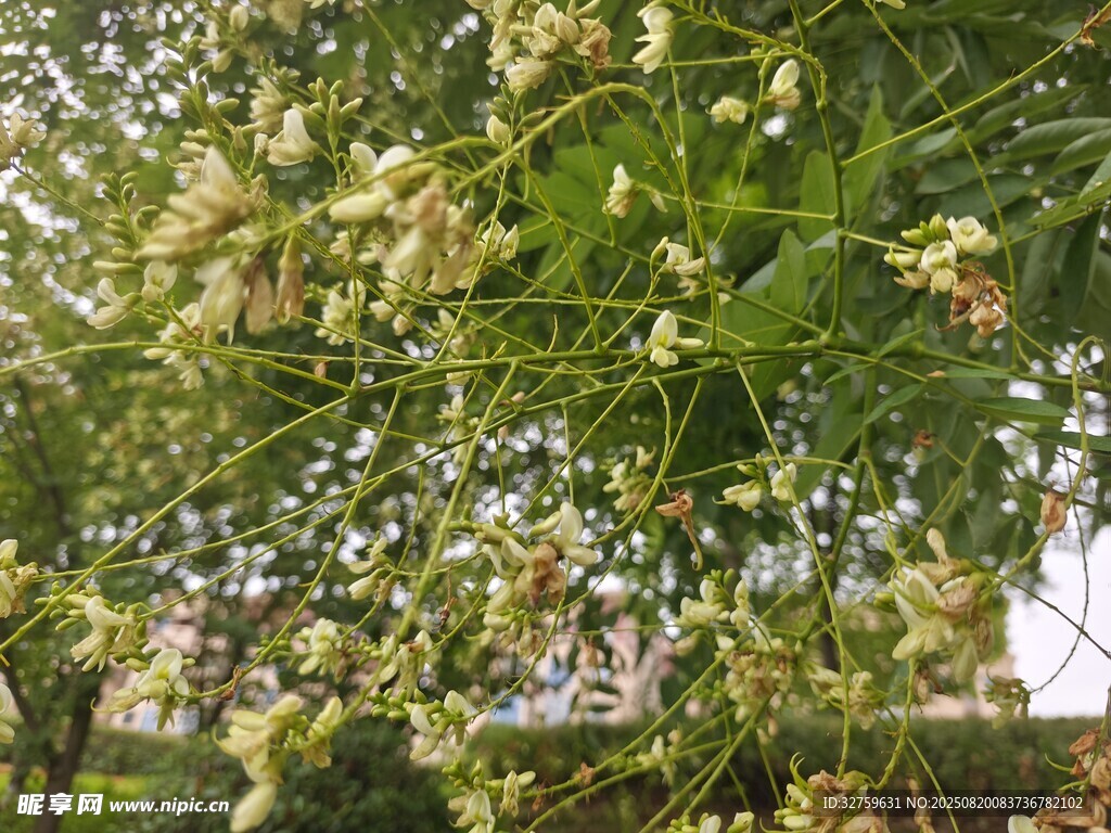 繁茂的开花绿植
