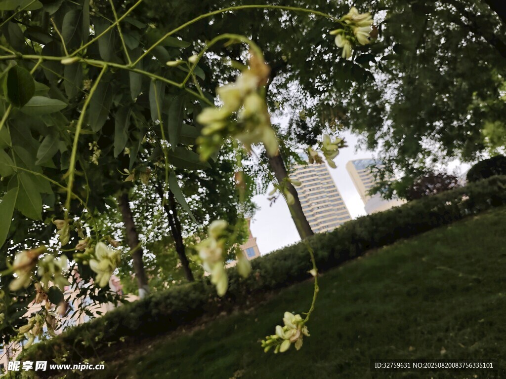 绿荫下的清新自然景致