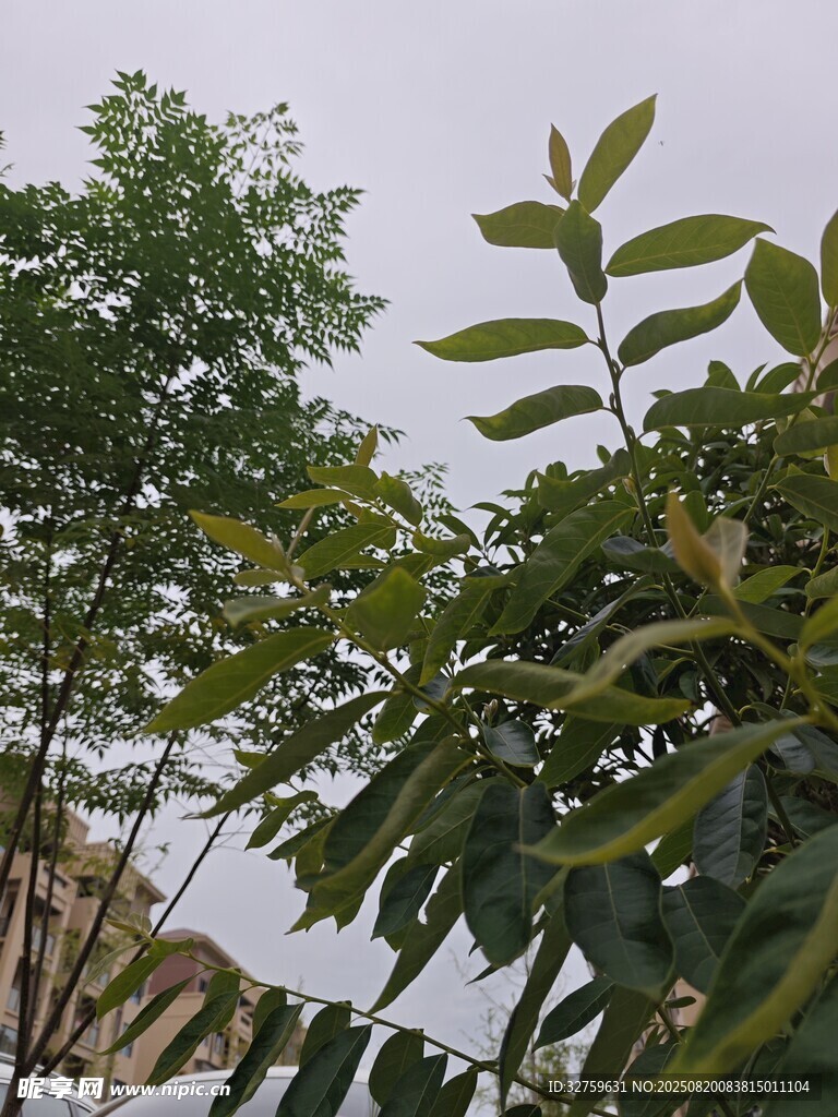 绿叶繁茂的树木景象