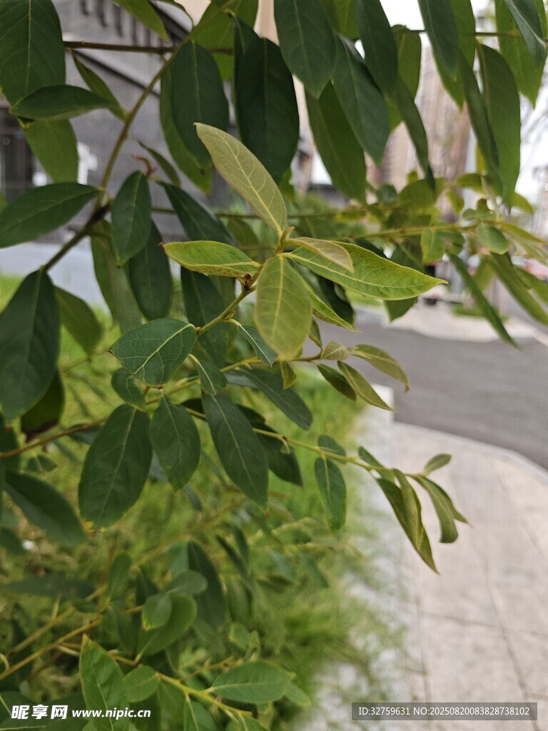 绿叶生机