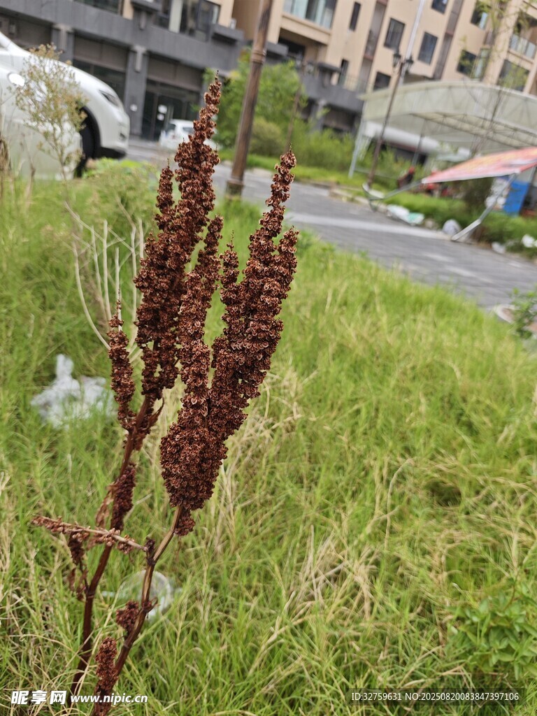 路边生长的红穗状植物