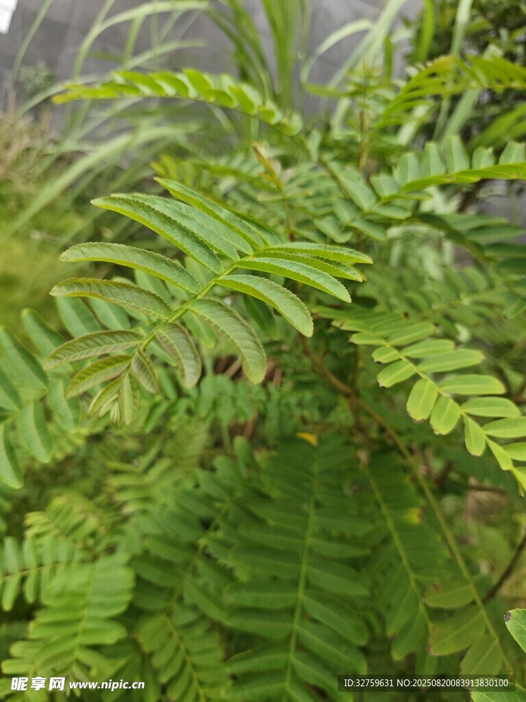 翠绿蕨类植物特写