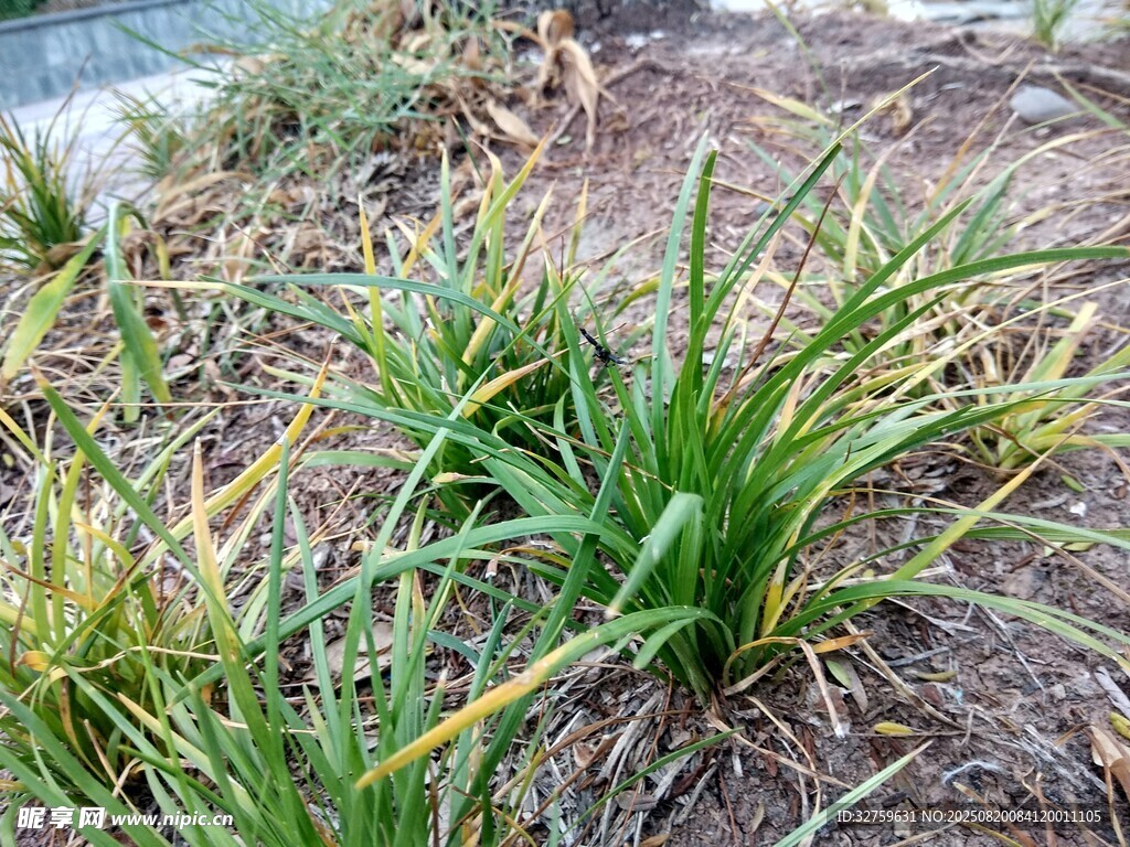 翠绿萱草植物景观