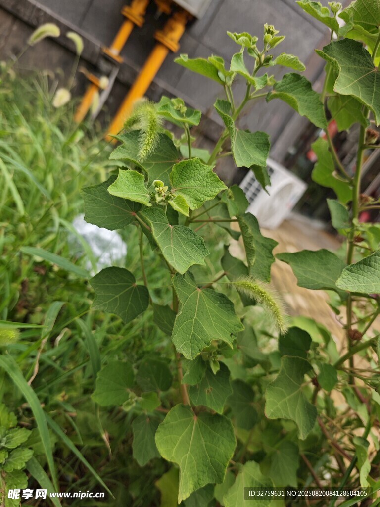 绿叶丛中的白色物体