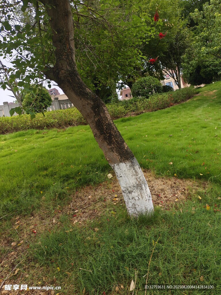 草地旁倾斜的树木