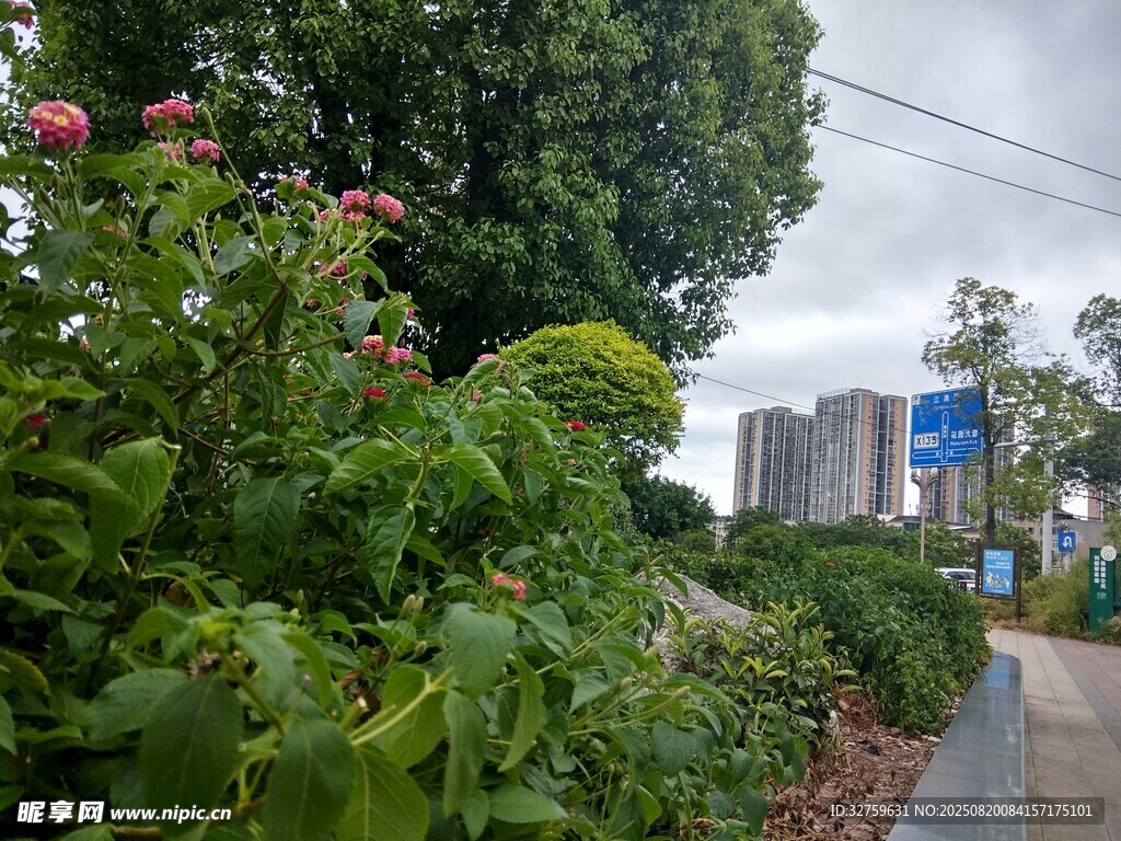城市路边繁茂绿植景观