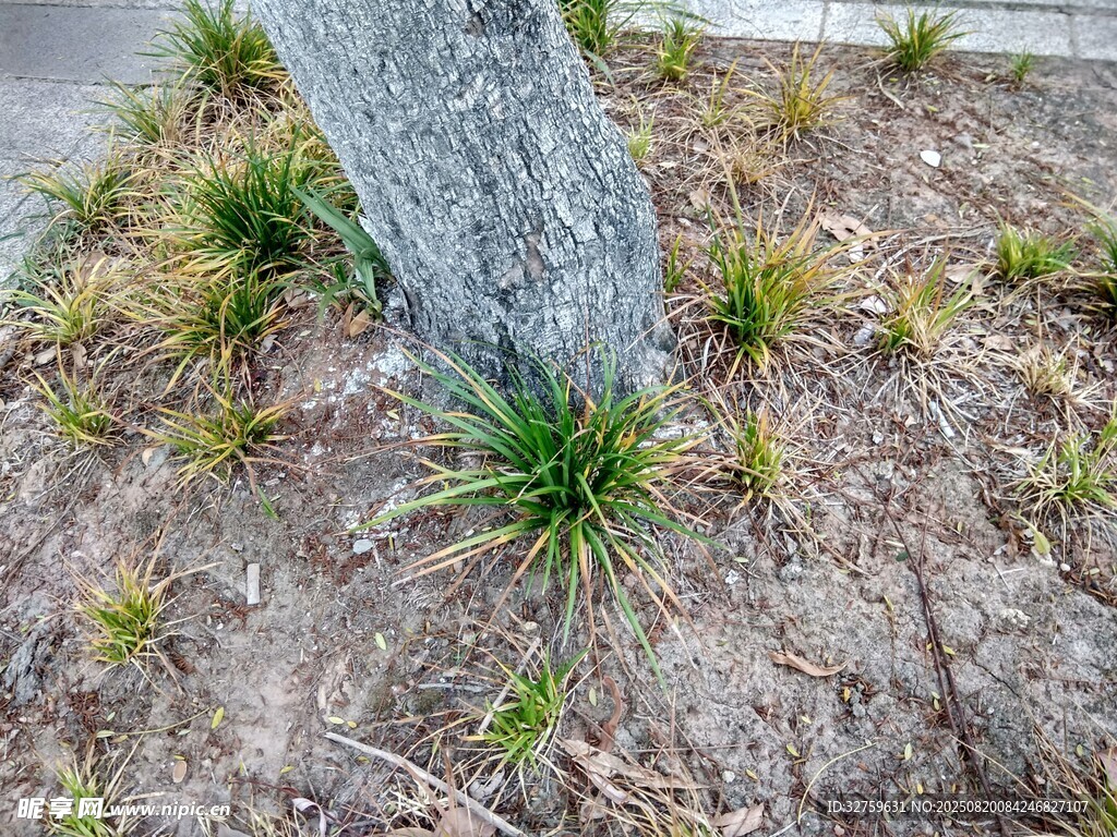 树干旁的丛生小草