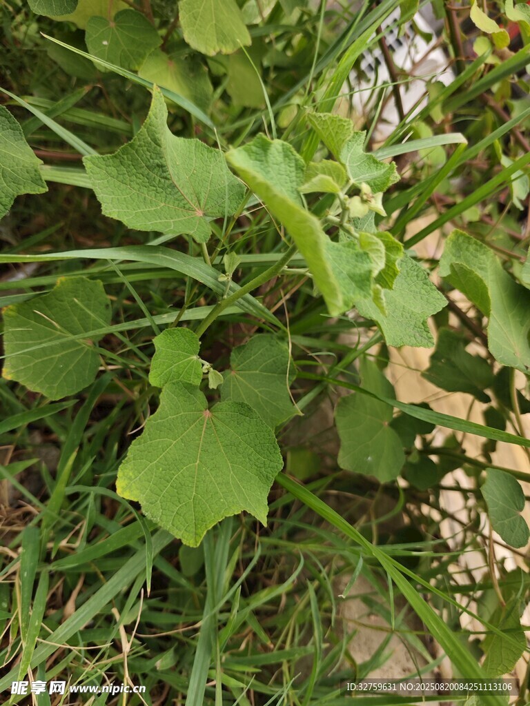 绿叶植物特写