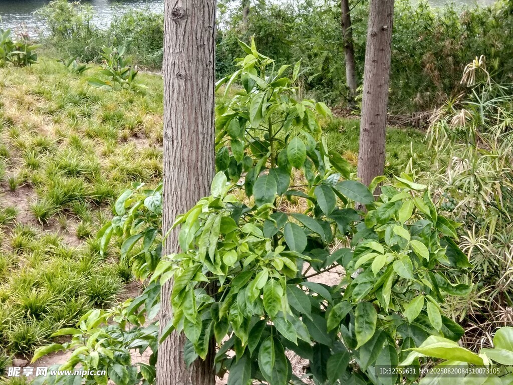 野外绿植与树木景观