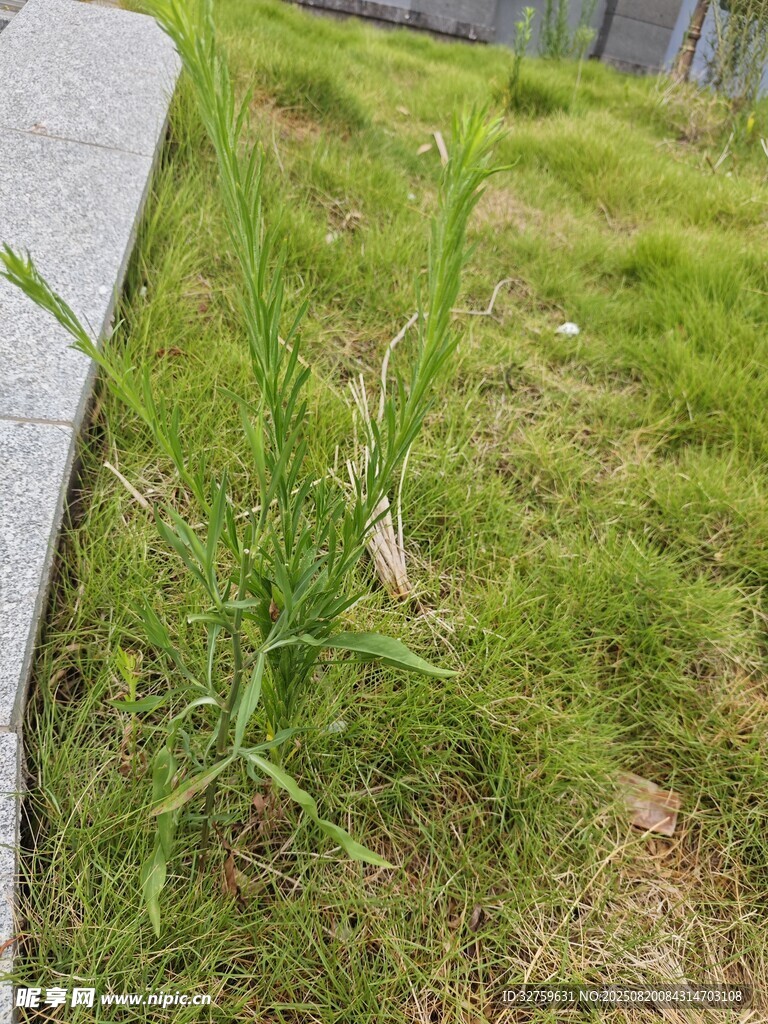 路边生长的绿色野草