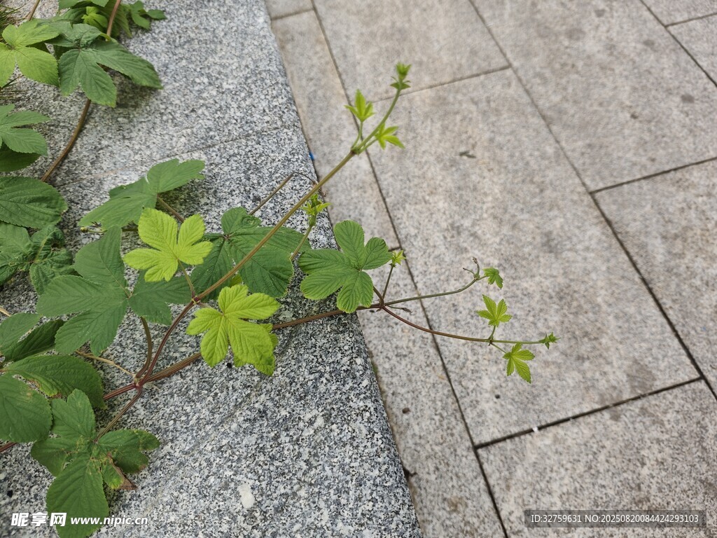 石缝中生长的嫩绿植物
