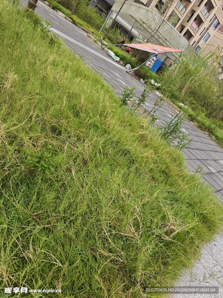 路边葱郁草地场景