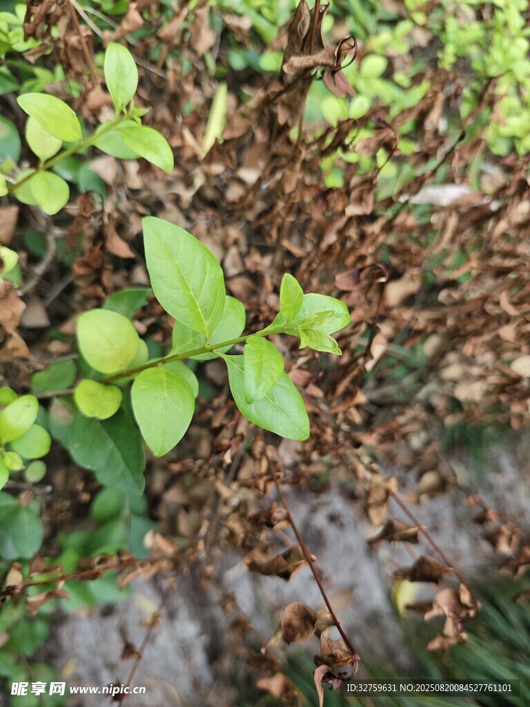 嫩绿植物生长于枯叶间