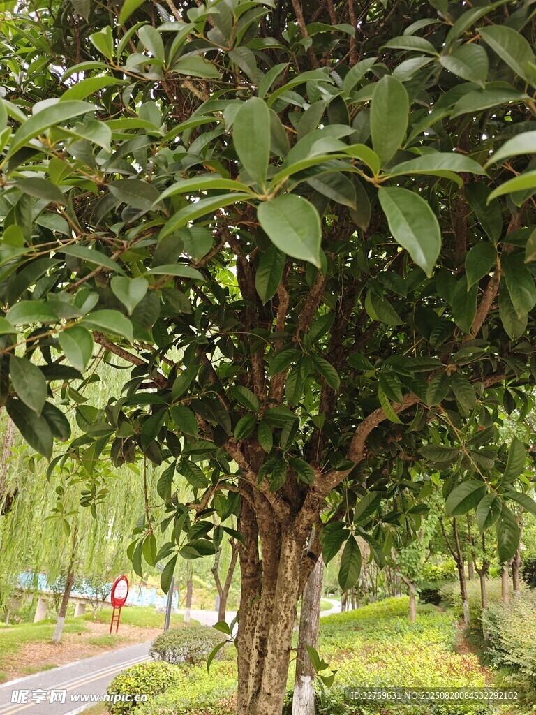 路边繁茂绿树