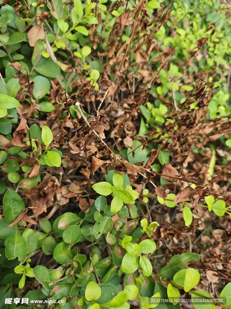 嫩绿植物与枯叶交织景象
