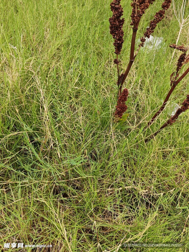 野外生长的带穗植物