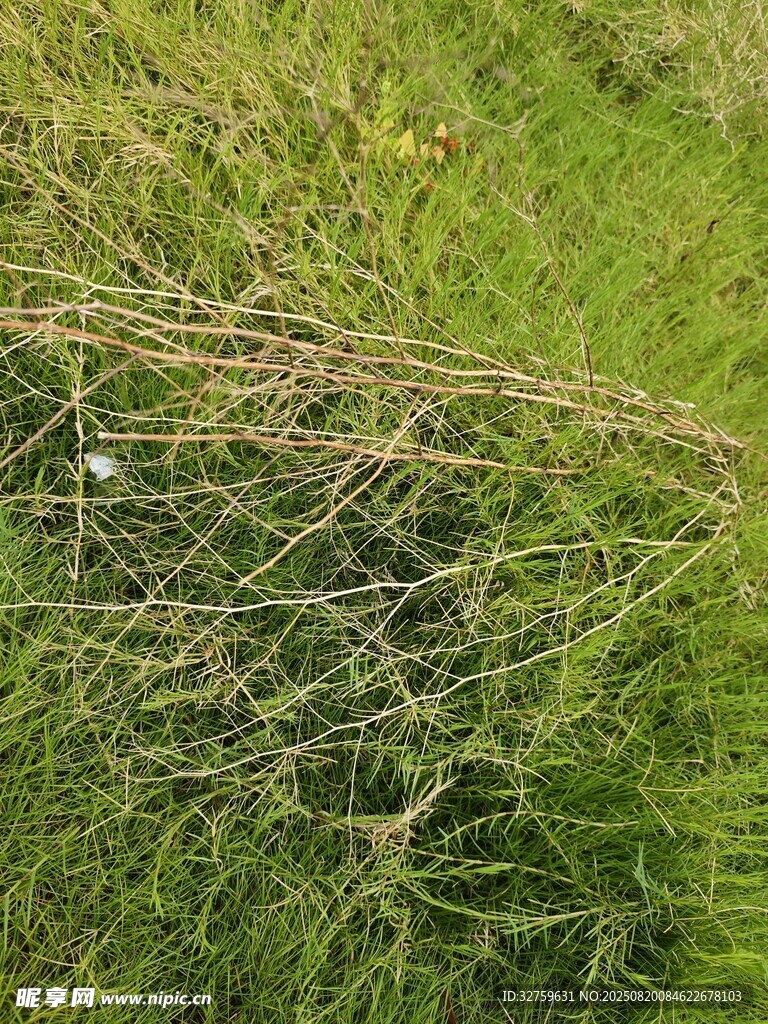 草丛中的细密铁丝网