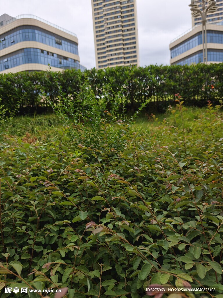 城市中茂盛的绿植景观