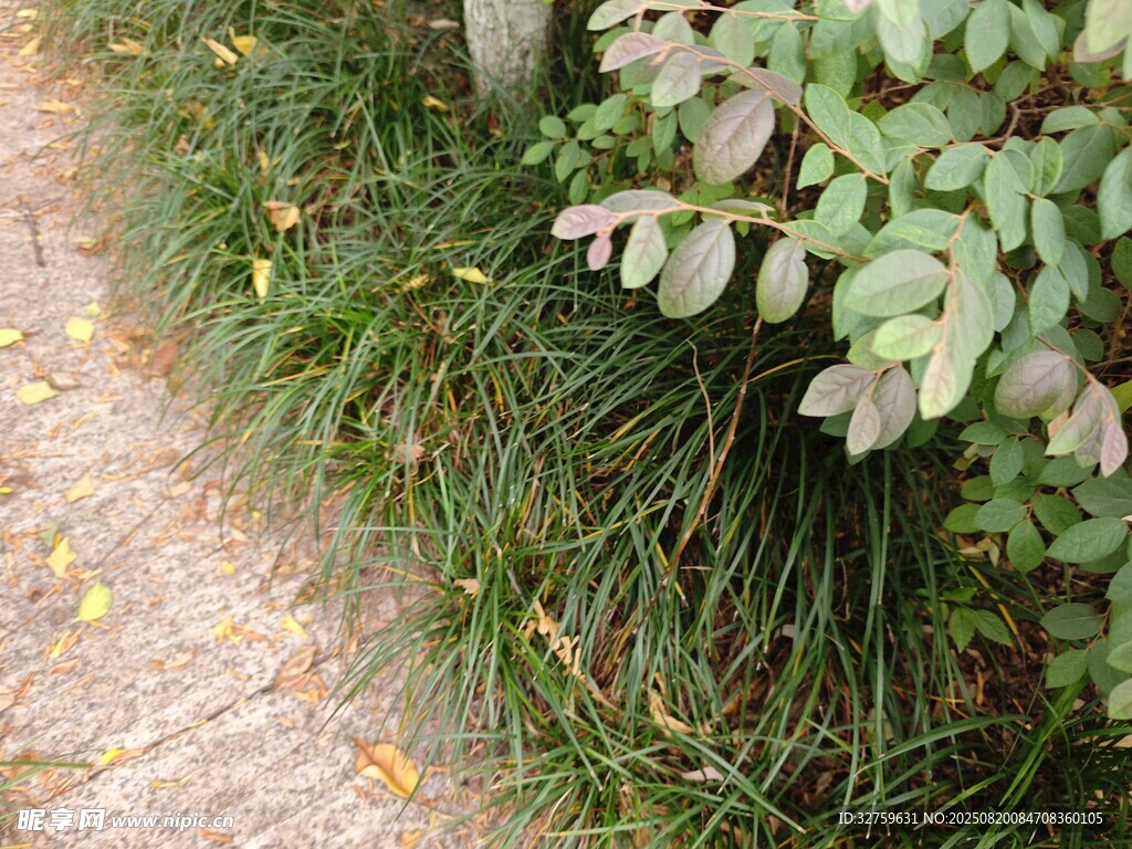 路边绿植景观