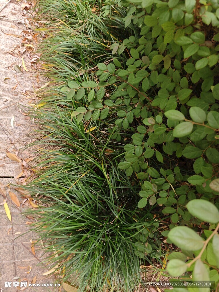 路边的绿植景观