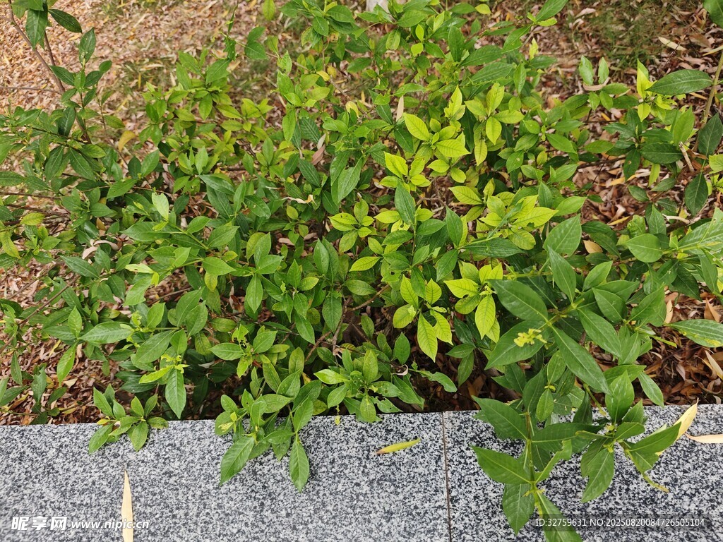 路边翠绿植物景观