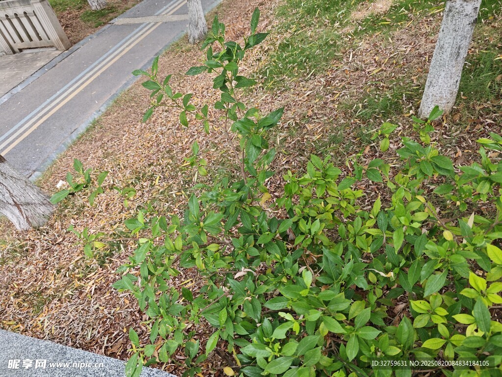 路边绿植景观