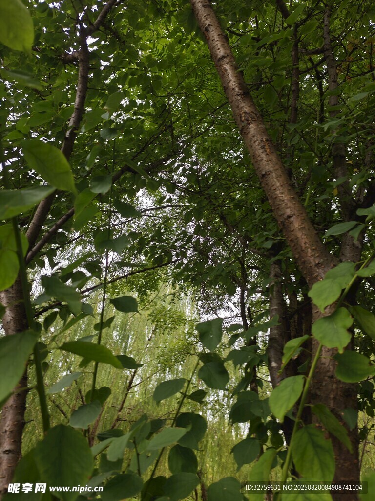 茂密树林中的绿意景象
