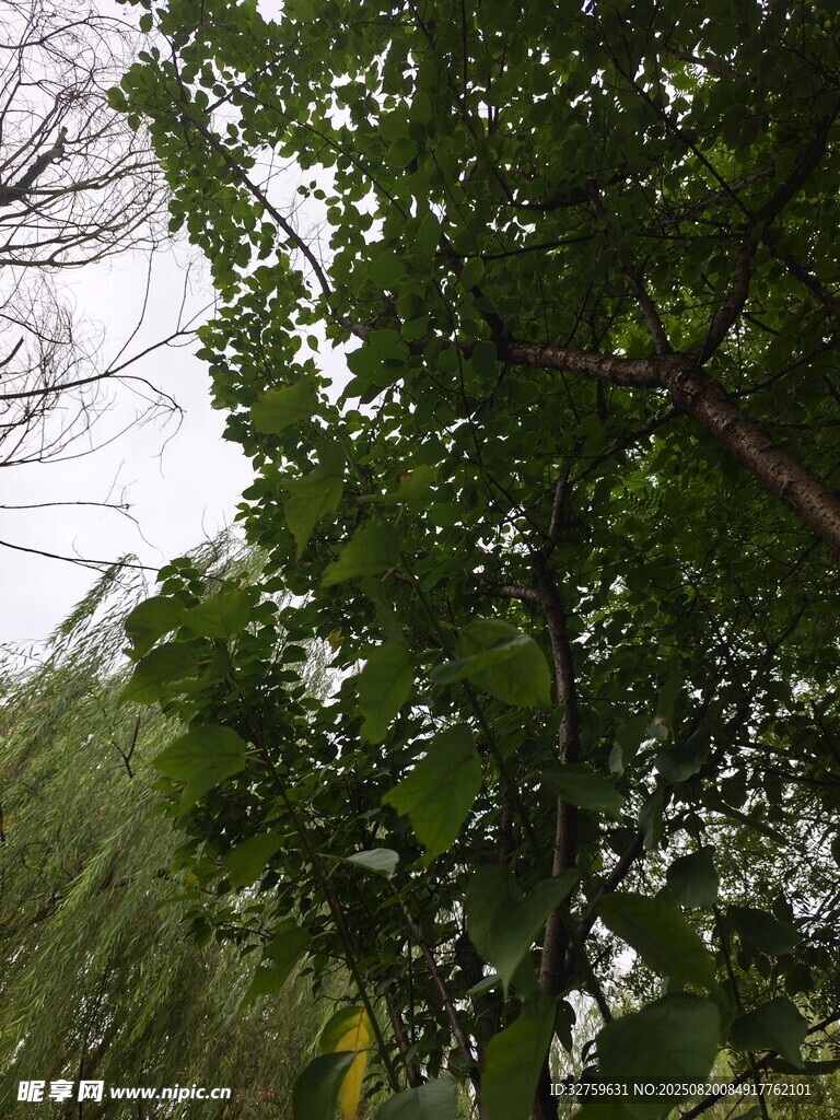 繁茂绿树