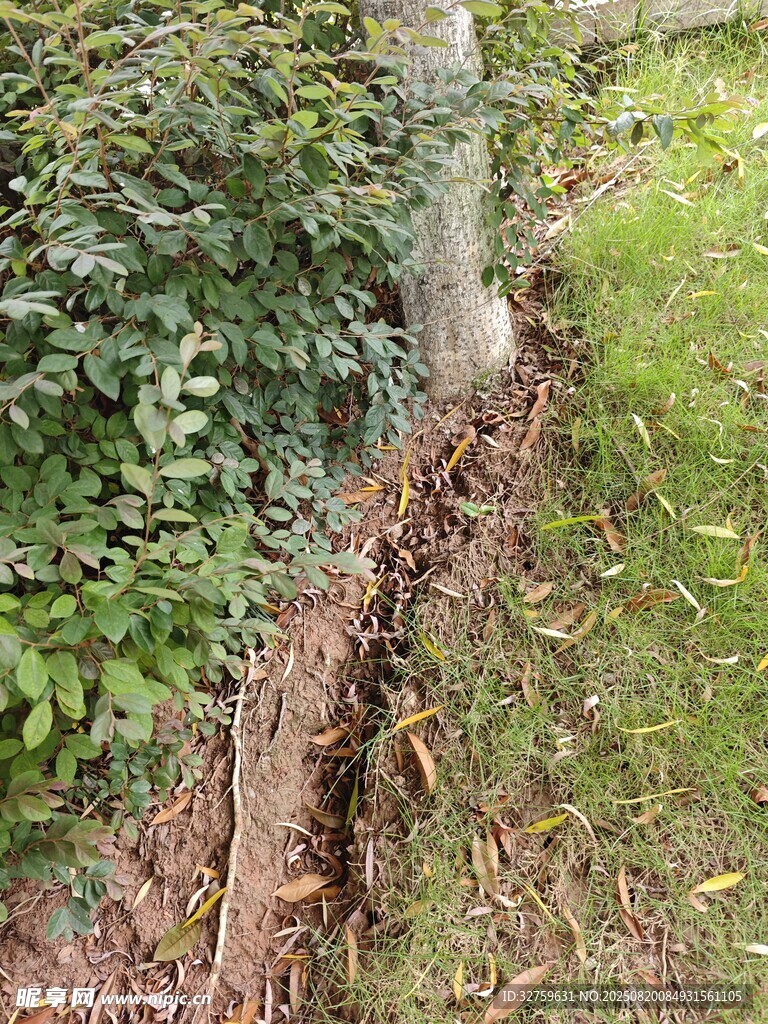 墙边地面植物与落叶景观