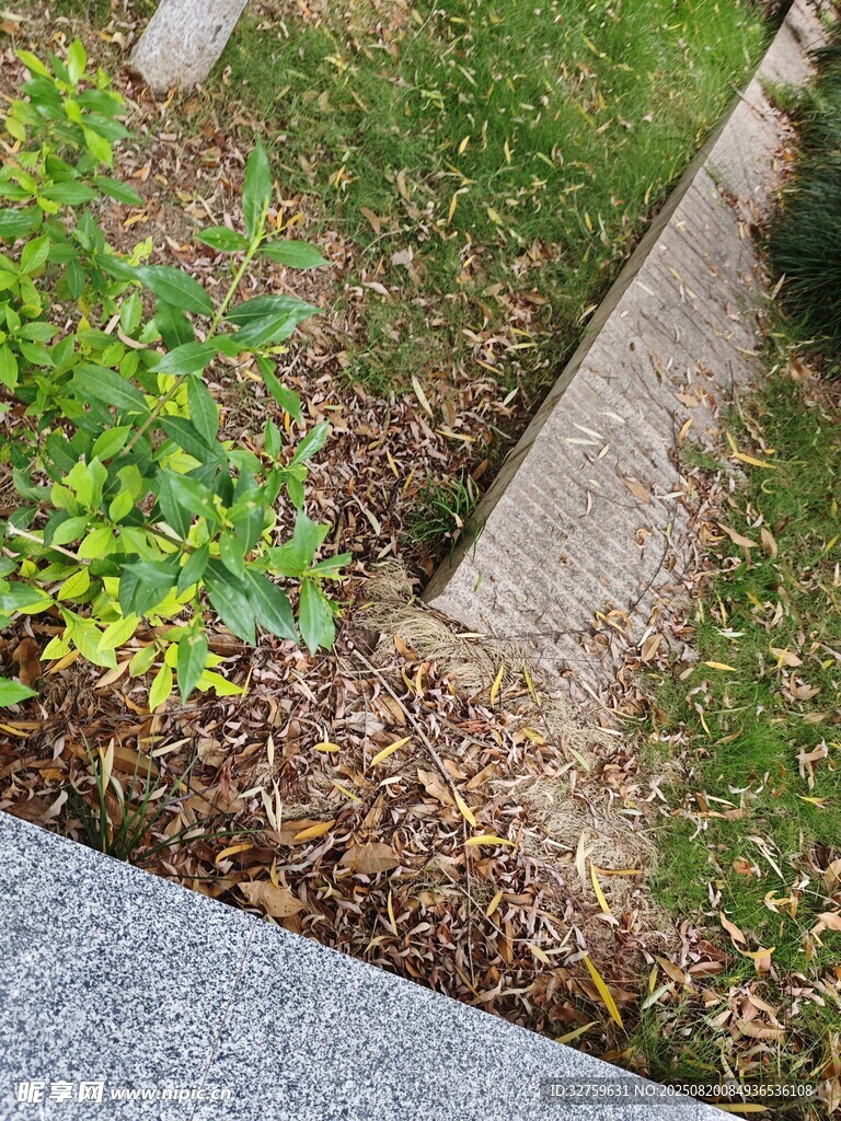 石板路旁的绿植与落叶