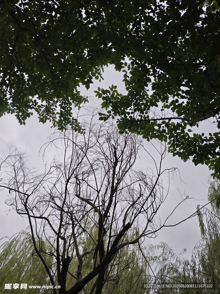 仰视枯树与绿叶交织之景