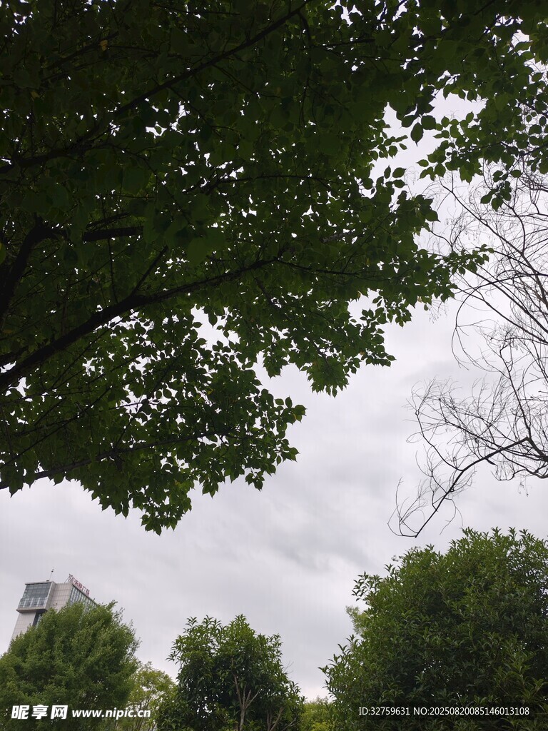 绿树掩映下的天空