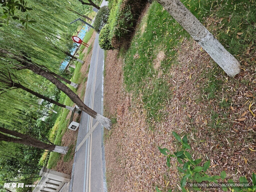 林间幽静小路