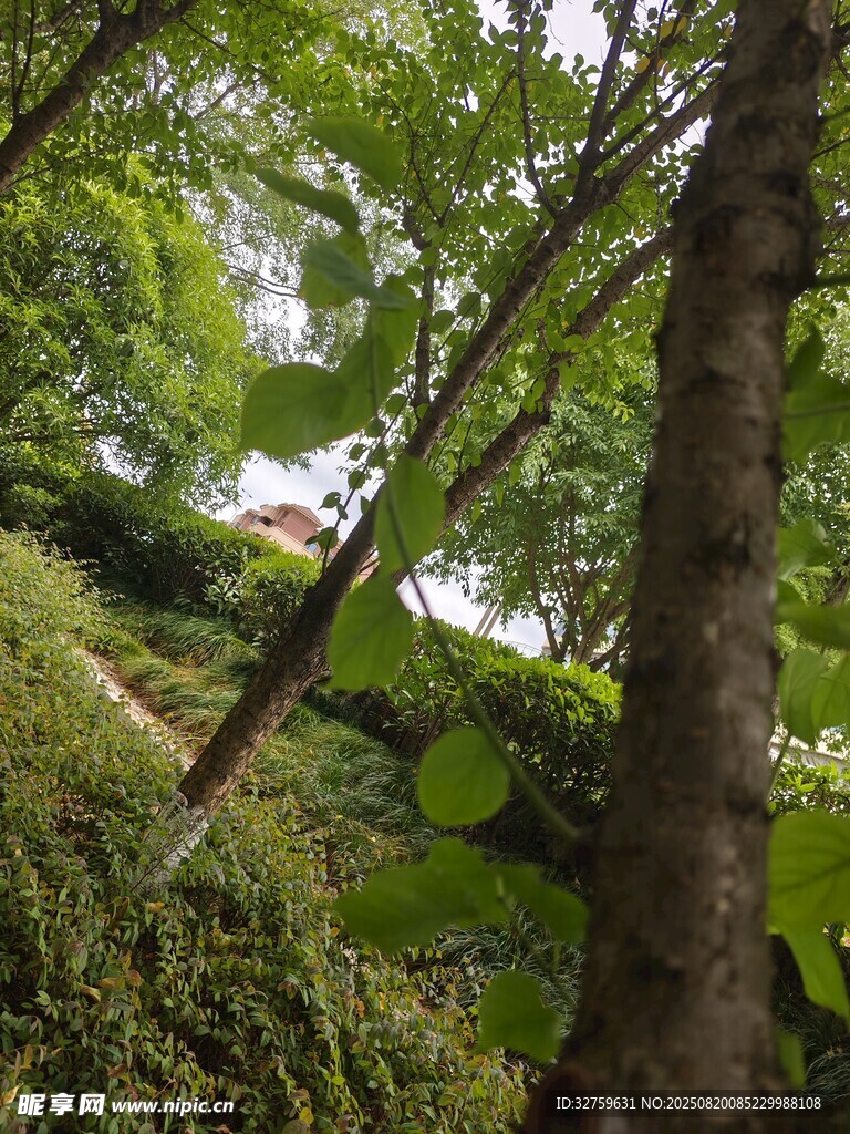 林间繁茂绿植
